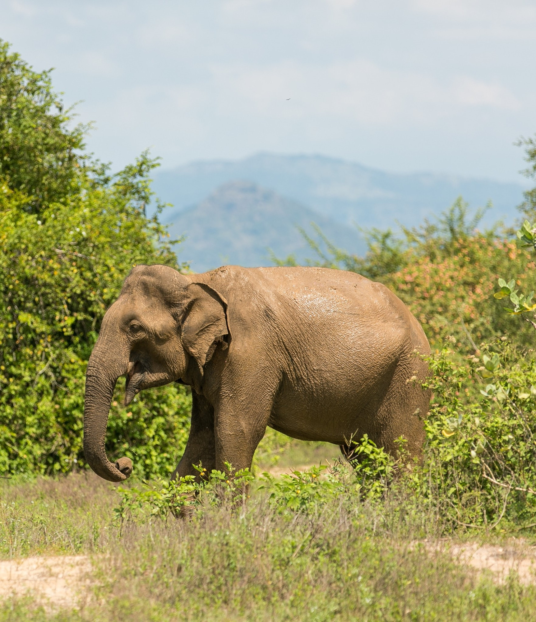 Sri Lanka Olifant Udawalawe