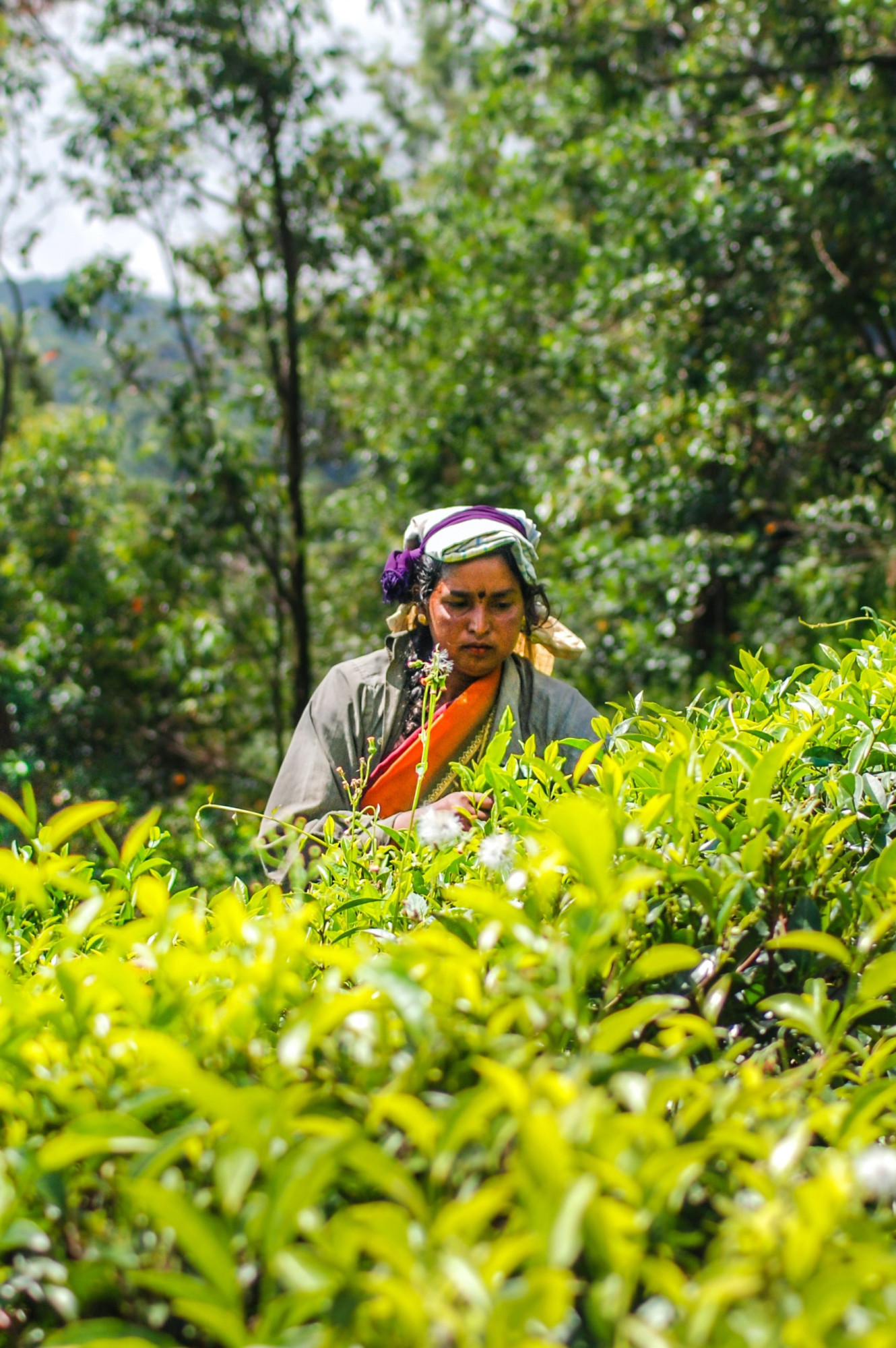 Sri Lanka Thee lokale bevolking