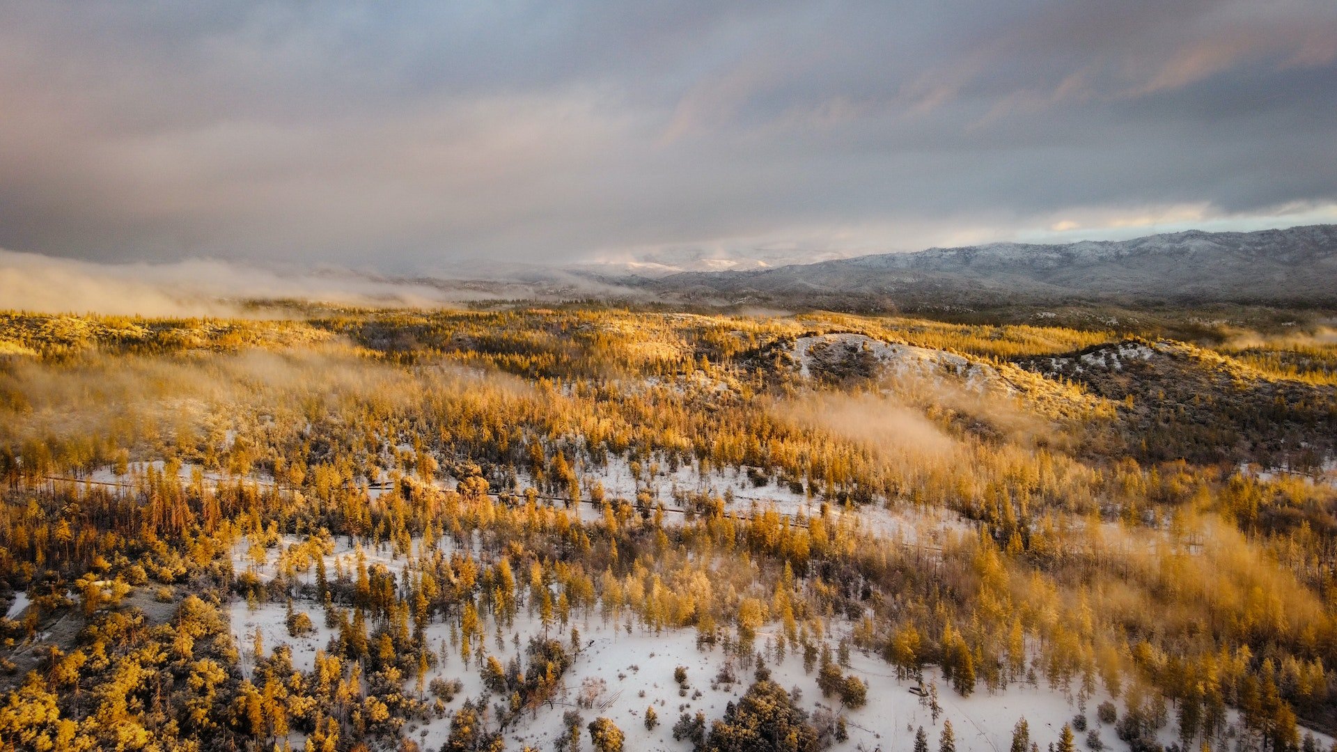 Gele bomen in landschap Lapland.